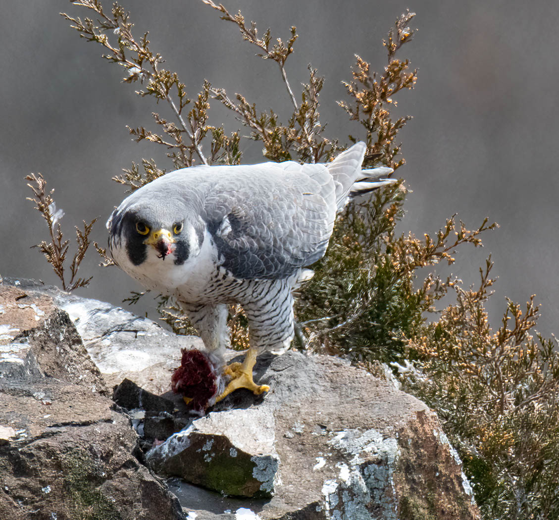 Nature In Class A By Mike Gill For MIDAFTERNOON SNACK SEP-2022.jpg